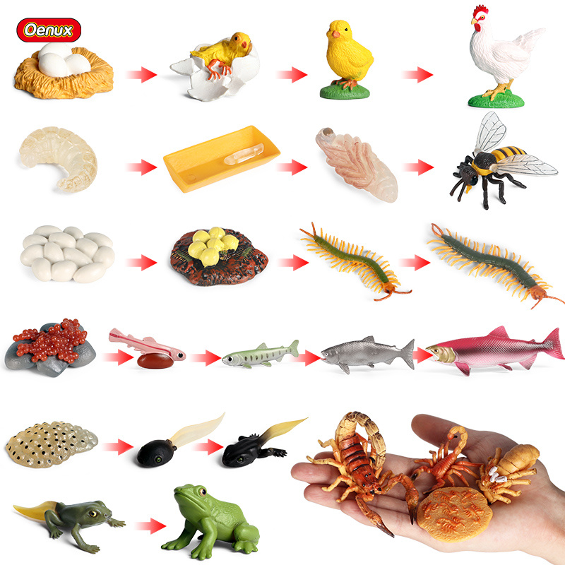 Oenux Life Growth Cycle Simula – Baby Products Pictures recenzja i cena